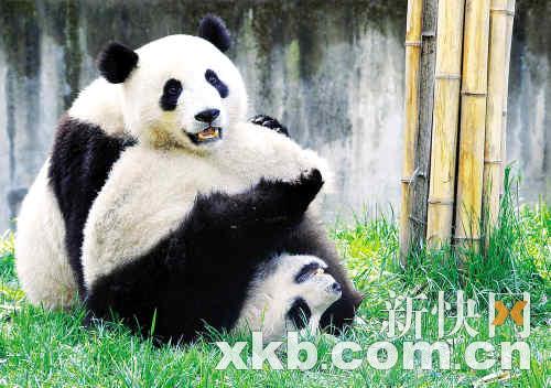 熊貓團(tuán)團(tuán)圓圓最新消息，生活、成長(zhǎng)與人們的關(guān)注